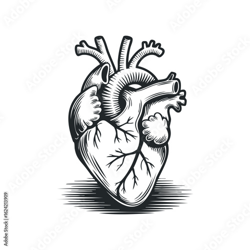 Engraving style drawing depicting a human heart on a white background