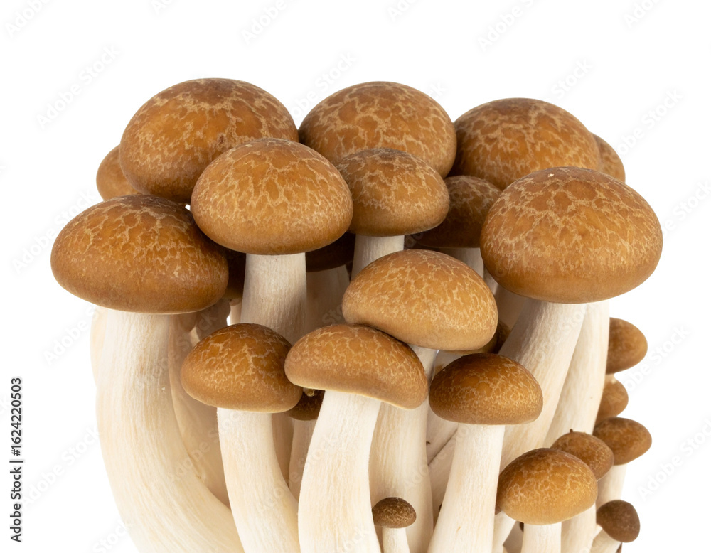 Obraz premium mushrooms isolated on white background