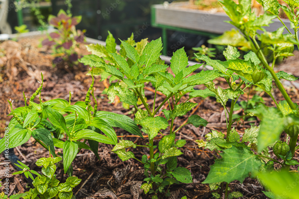 Obraz premium A vibrant garden scene with various green plants growing in rich soil and surrounded by mulch, showcasing lush foliage and healthy growth from Puerto Rico.