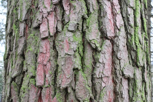 Close-up of a tree trunk with rough bark and moss