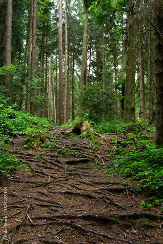 Forest Path with Roots