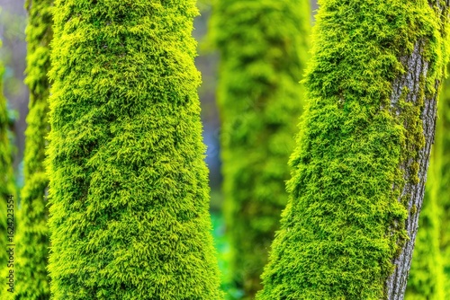 Lush Green Moss Growing on Tree Trunks in a Vibrant Forest Scene