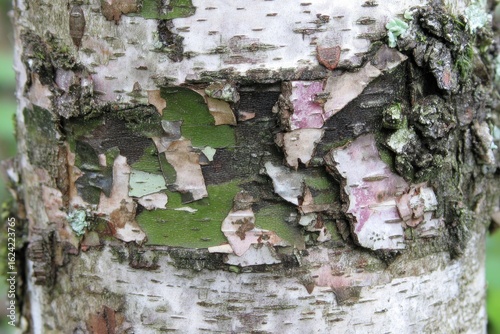 Close-up of peeling tree bark with various colors