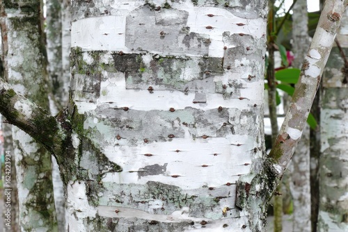 Close-up of a tree trunk with mottled white and gray bark