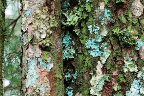 Close-up of tree bark with vibrant moss and lichen
