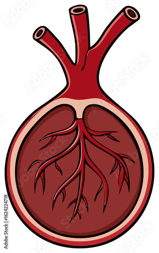 Stylized anatomical illustration of a human heart or circulatory organ with internal blood vessels