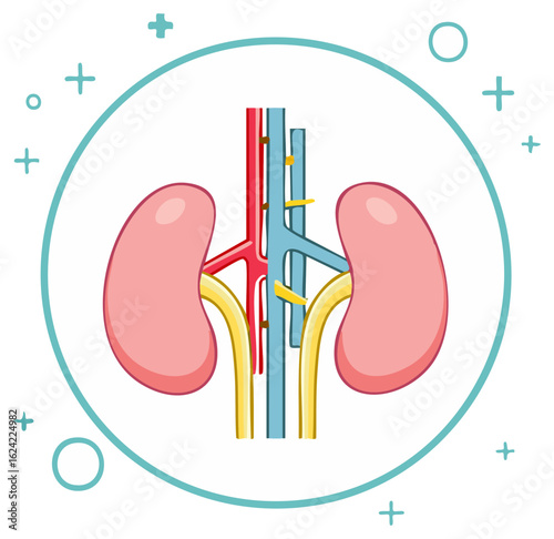 Human Kidneys Anatomy Diagram Illustration with Renal System and Blood Vessels