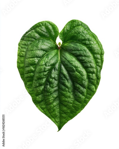 Close-Up of Heart-Shaped Green Leaf with Detailed Veins on White Background
