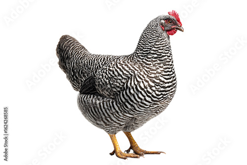 Striped hen against black background