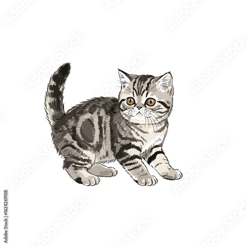 Exotic Shorthair kitten standing and looking curiously to the side  