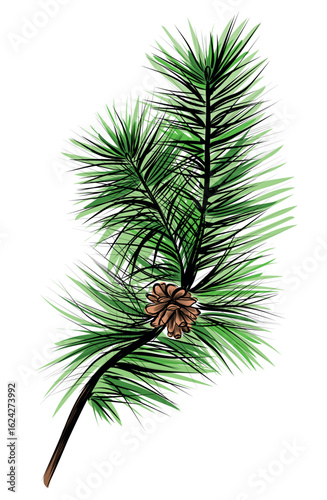 Hand drawn pine cone with green pine branch