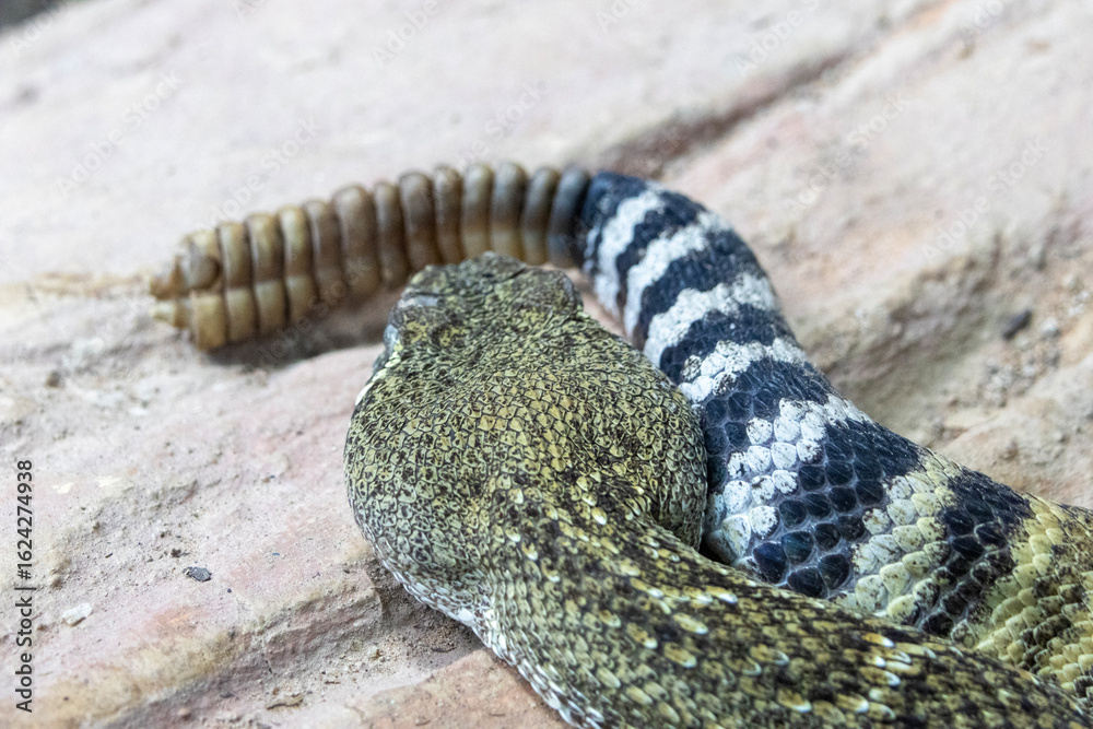 Naklejka premium Western diamondback rattlesnake (Crotalus atrox).