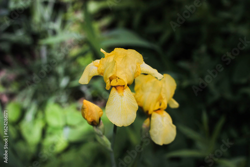 Bright yellow iris flowers bloom gracefully in a vibrant garden. Green foliage provides a lush backdrop, highlighting the beauty of springtime nature.
