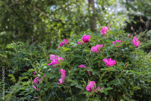 Delicate pink roses flourish on vibrant green bushes, creating a picturesque scene in a serene garden. The sun gently illuminates this beautiful floral display.