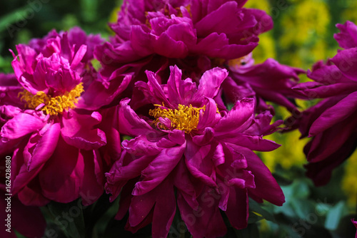 Bright pink peonies showcase their lush petals and vibrant yellow centers in a garden filled with greenery, marking the arrival of spring and the beauty of nature.