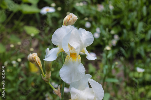 A cluster of elegant white iris flowers showcases their intricate petals in a lush garden filled with green foliage and colorful plants under bright sunlight.