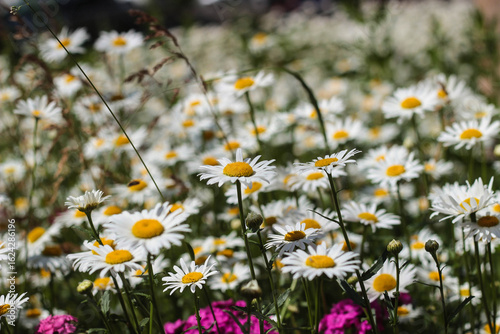 A field filled with bright white daisies and splashes of pink flowers sways gently in the breeze on a sunny day. The scene showcases the beauty of nature's colors and textures.