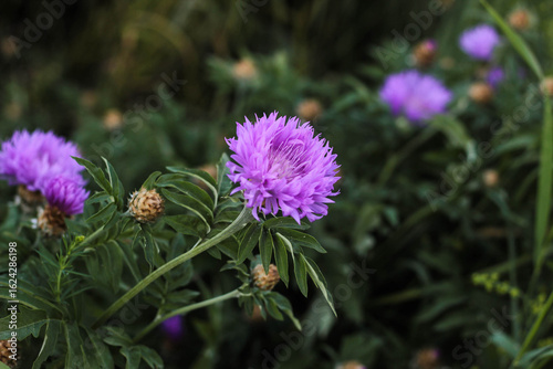 Vibrant purple flowers blossom in a lush garden, surrounded by rich green leaves under natural daylight, showcasing the beauty of nature in full bloom.