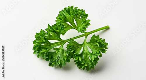 A fresh green sprig of curly parsley leaf isolated on a white background. Close-up of an edible herb for cooking and garnish.