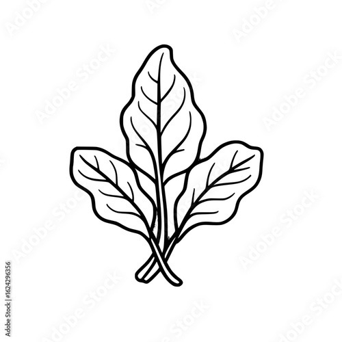 Fresh leafy spinach vegetable in outline
