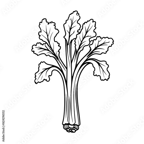 Outline celery vegetable