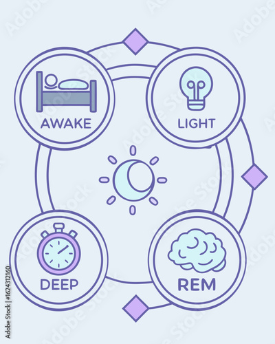 Human Sleep Cycle Infographic – Circular Vector Diagram with REM, Light, and Deep Sleep Stages