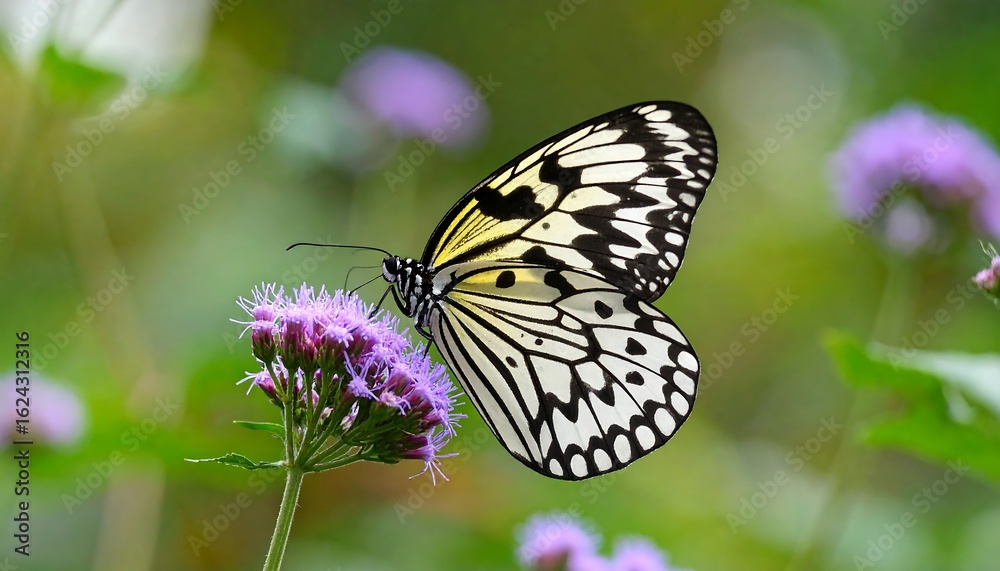 Obraz premium Butterfly on flower