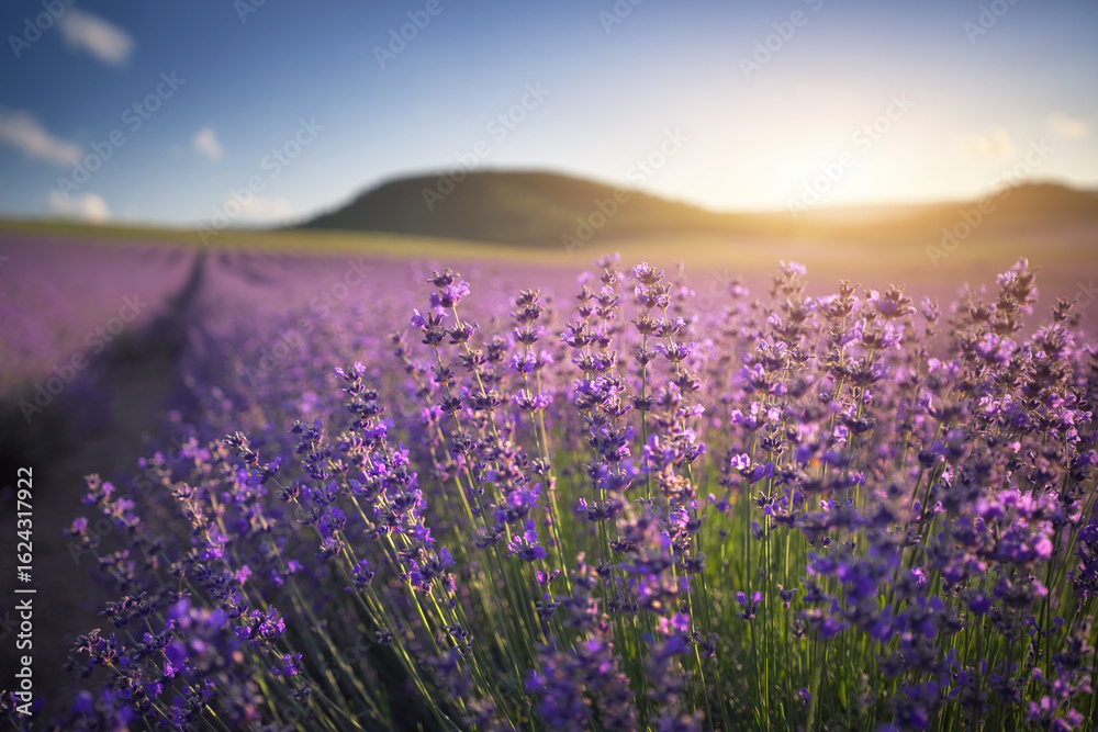 Fototapeta premium Meadow of lavender at summer sunset