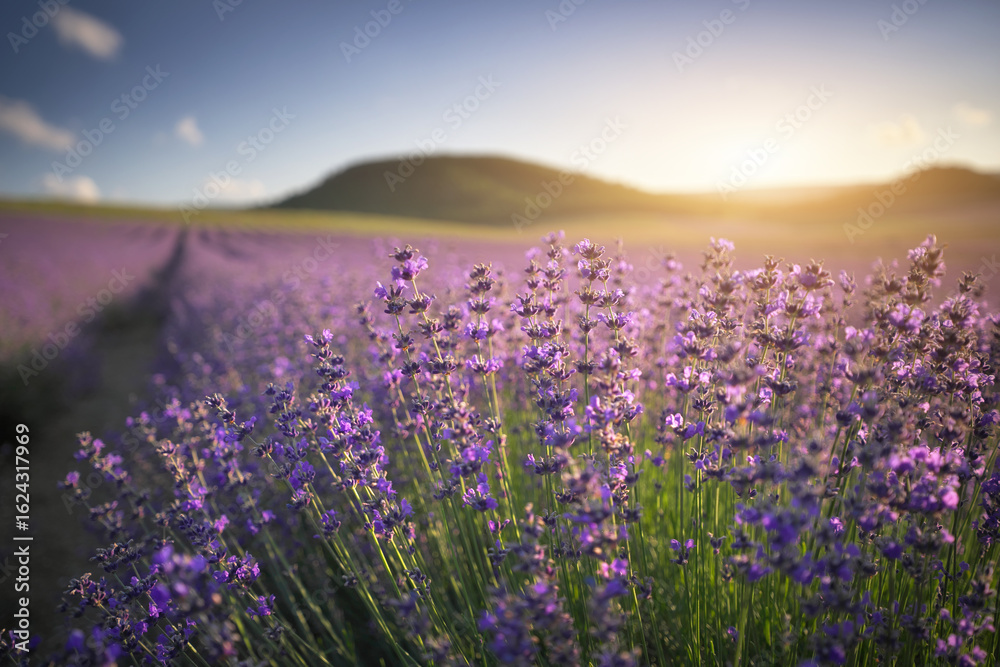 Naklejka premium Meadow of lavender at summer sunset