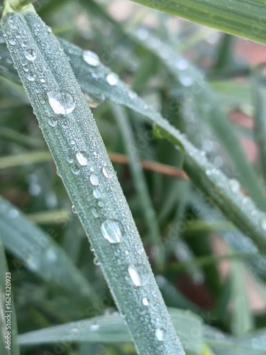 wet grass after rain