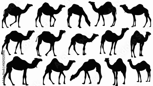 Silhouette depiction of fifteen camels in various poses against a white background image scene view