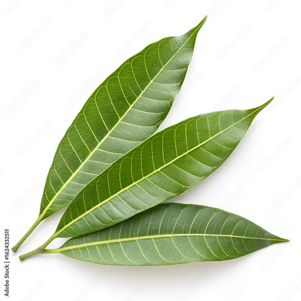 Obraz premium Fresh mango leaves isolated on white background.