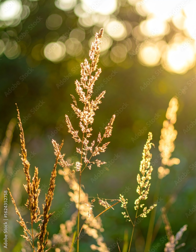 Naklejka premium Wild grass in the forest at sunset. Macro image, shallow depth of field