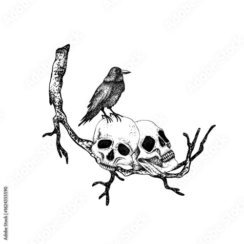 Black crow on human skulls, dry branch. Graphic vector illustration. Hand drawn Gothic style, Esoteric. Raven on twig for Halloween, Friday the 13th, Day of the Dead for packaging, logo, postcards