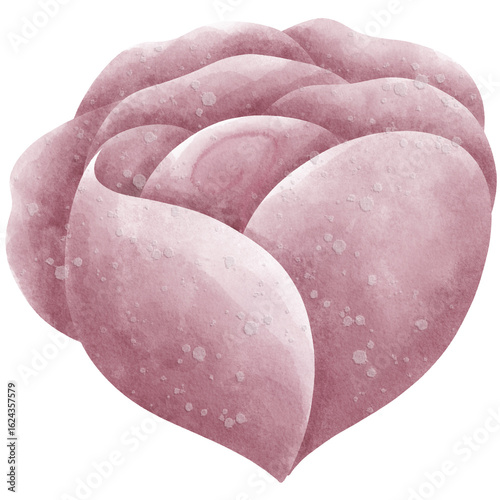 Watercolor pink rose