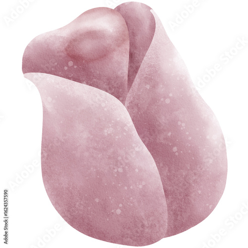 Watercolor rosebud
