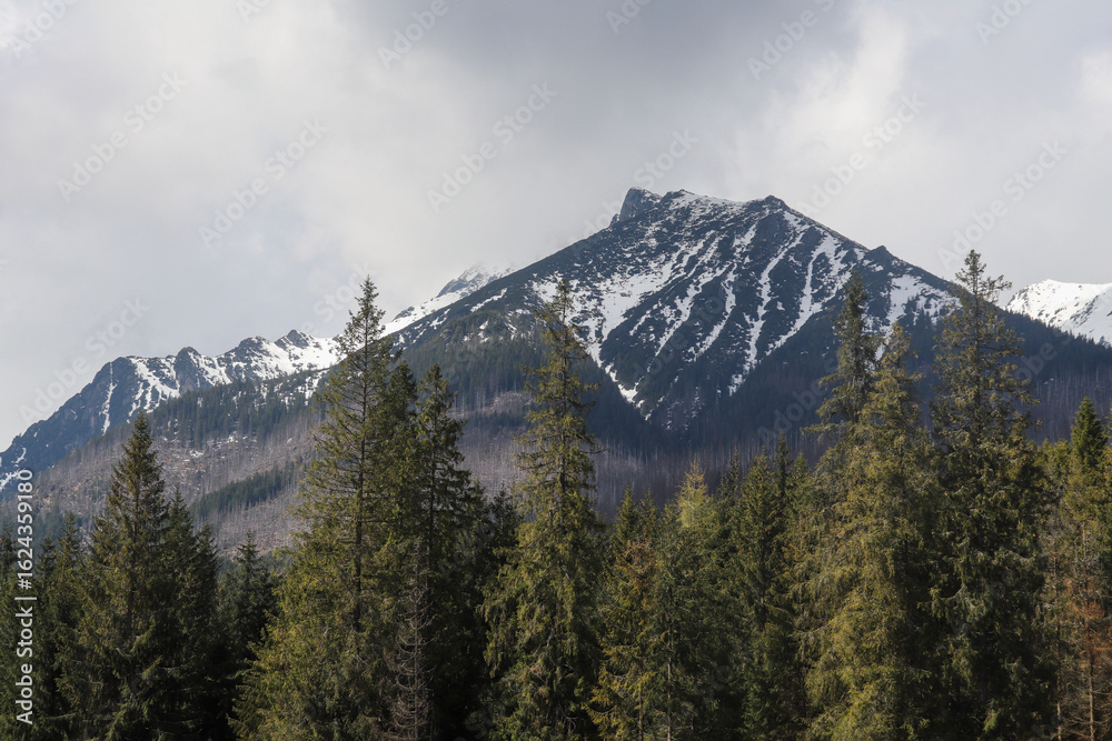 Conifer trees growing beside snow covered mountain under cloudy sky Conifer trees growing beside snow covered mountain under cloudy sky