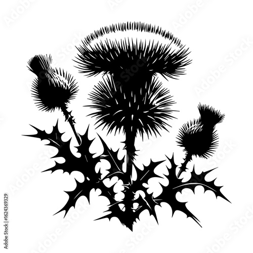 Black Silhouette of a Thistle Plant