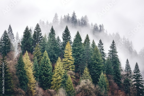 Misty mountaintop forest scene