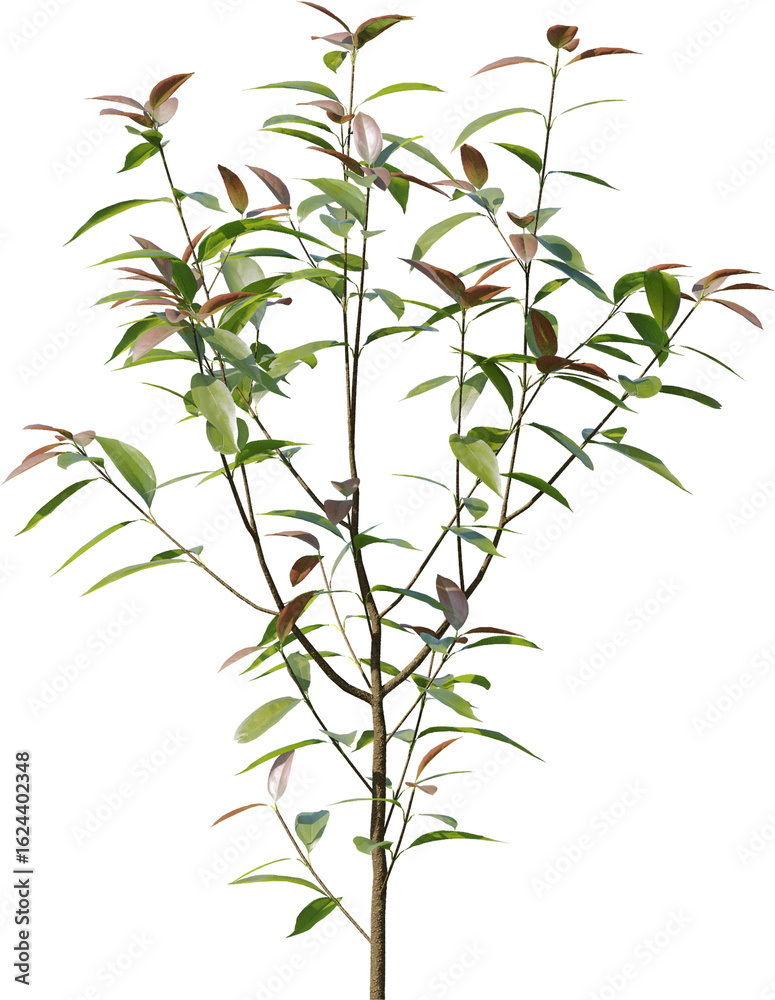 Obraz premium Plants, Transparent, PNG, Grass, garden plants