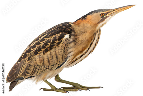 least bittern isolated on white