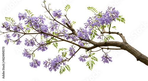 Delicate jacaranda blooms adorn a tree branch in springtime beauty