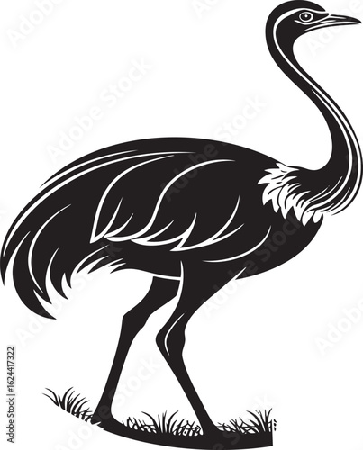 Elegant black ostrich standing on grass bird white