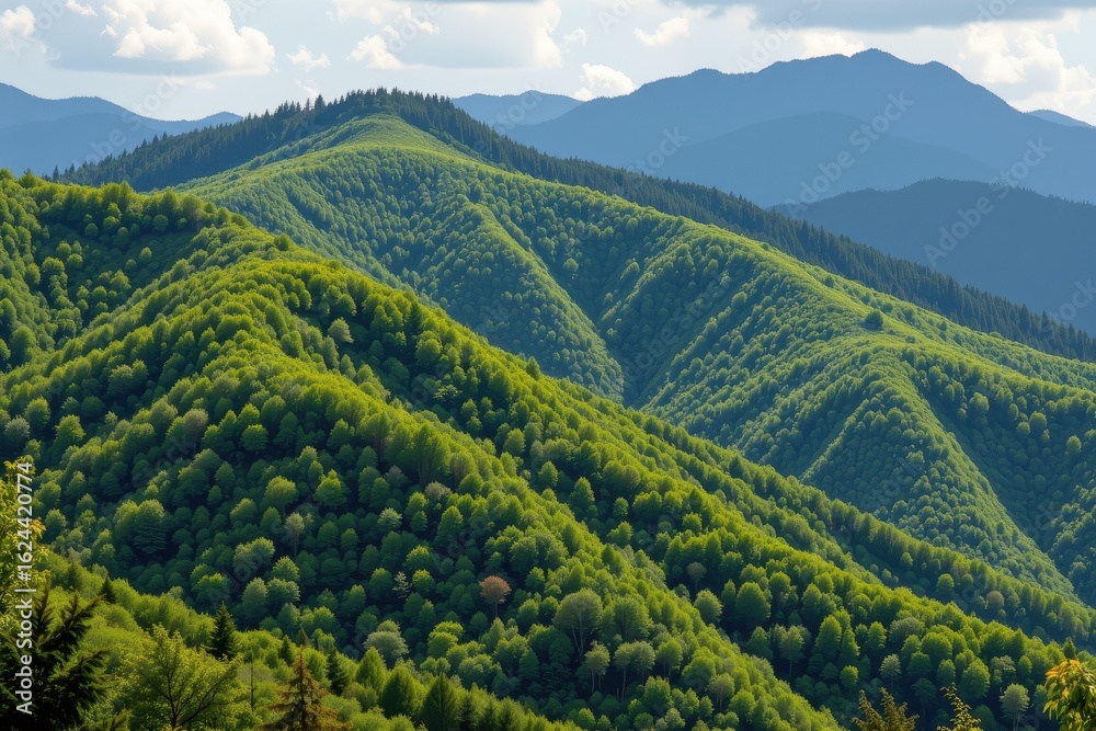 Obraz premium green mountain slopes covered in trees absorbing carbon while preventing landslides and regulating regional temperatures no punctuation marks or strange characters