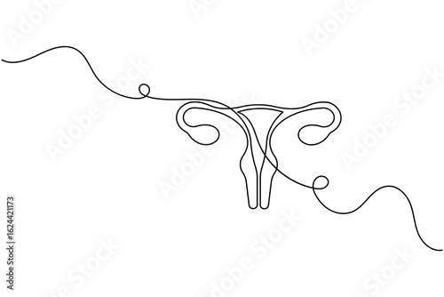 Minimalist one line drawing of a human uterus with fallopian tubes. Modern medical anatomy concept