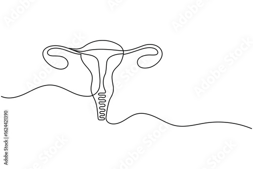 Minimalist one line drawing of a human uterus with fallopian tubes. Modern medical anatomy concept