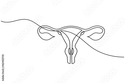 Minimalist one line drawing of a human uterus with fallopian tubes. Modern medical anatomy concept