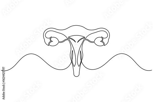 Minimalist one line drawing of a human uterus with fallopian tubes. Modern medical anatomy concept