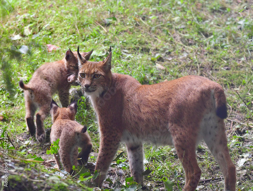 Europäischer Luchs mit Jungtieren
