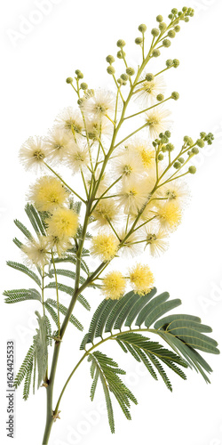 Golden wattle mimosa branch